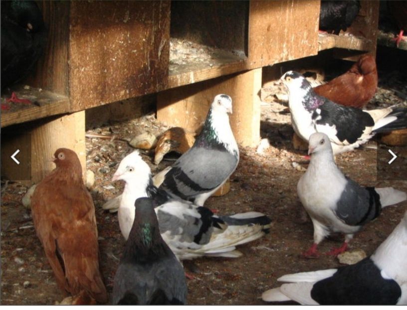  - Poze vechi Saevici Nicolae