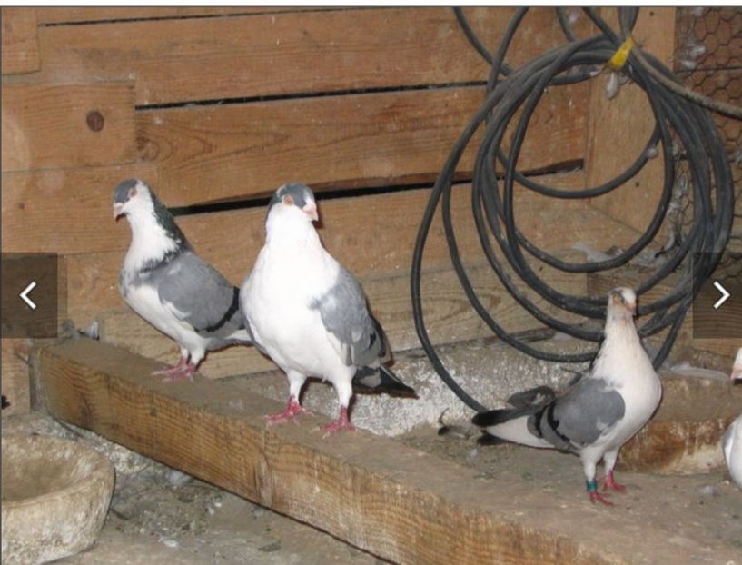  - Poze vechi Antonel Pușcașu