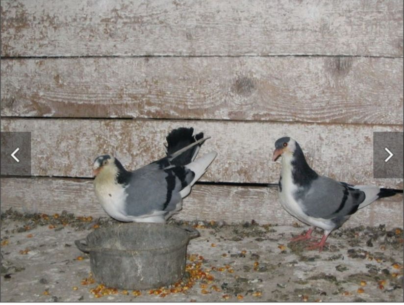  - Poze vechi Antonel Pușcașu