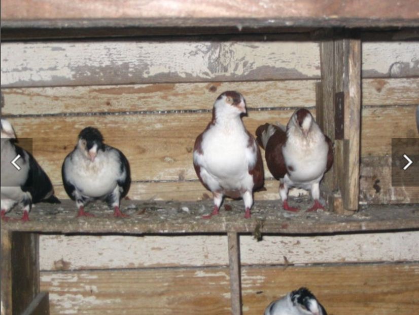  - Poze vechi Manolache Mitel