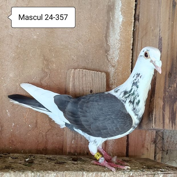 Mascul 24-357 - Porumbei vanduti