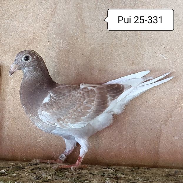 Pui 25-331 - Trestiu