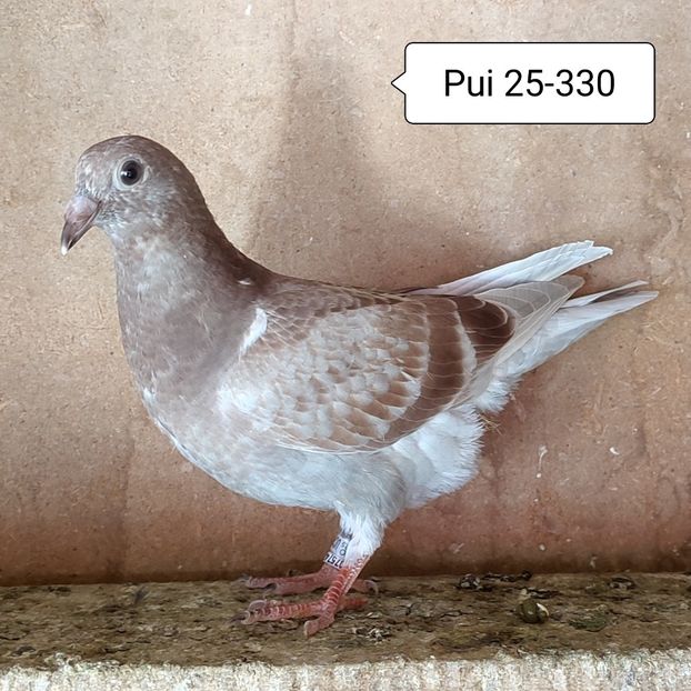 Pui 25-330 - Trestiu