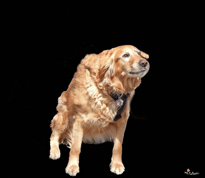 Doggie in park 5 - B - ANIMALS