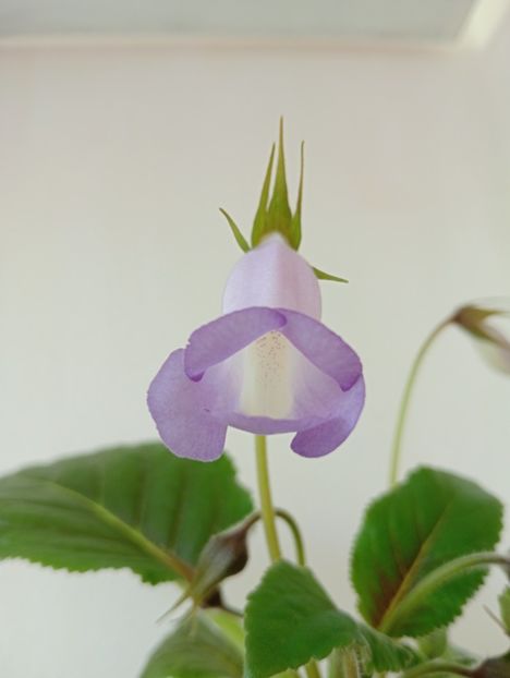 2025 - Sinningia Bleu Ciel