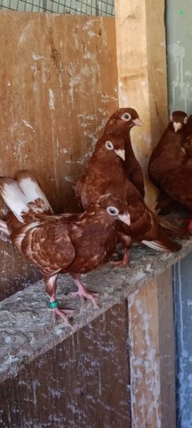  - Jucători unicolori tineret2025