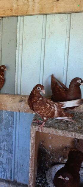  - Jucători unicolori tineret2025