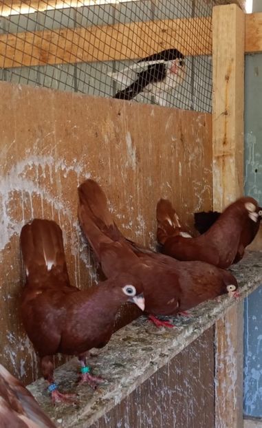  - Jucători unicolori tineret2025