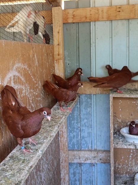  - Jucători unicolori tineret2025