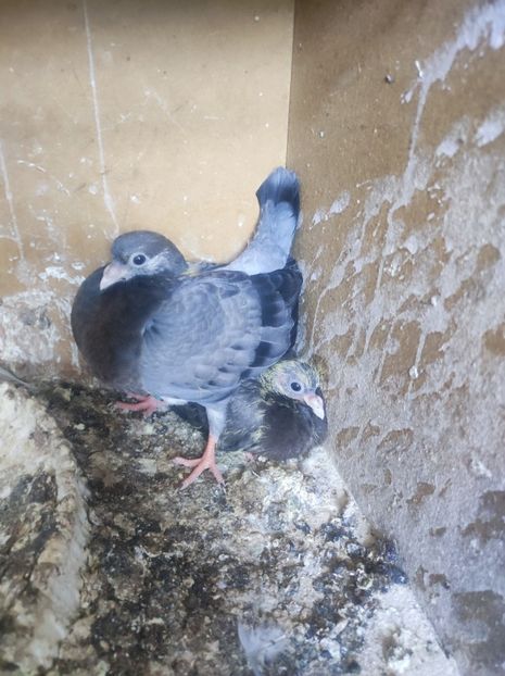  - Jucători unicolori tineret2025