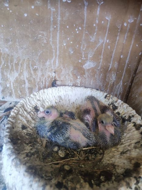  - Jucători unicolori tineret2025