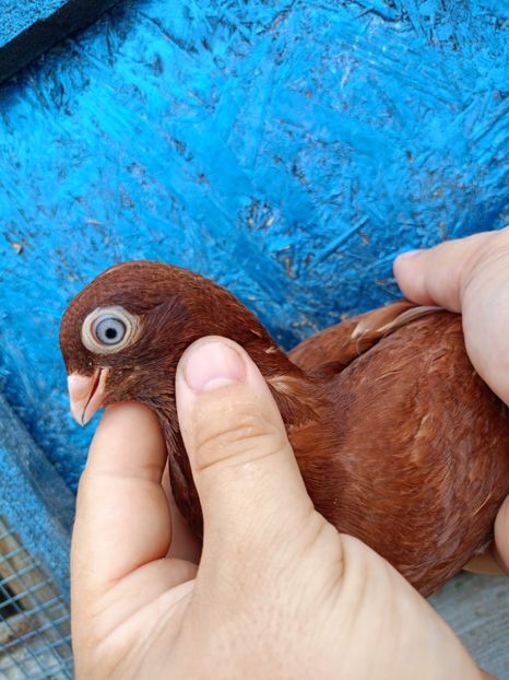  - Jucători unicolori tineret2025