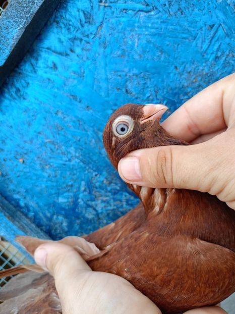  - Jucători unicolori tineret2025