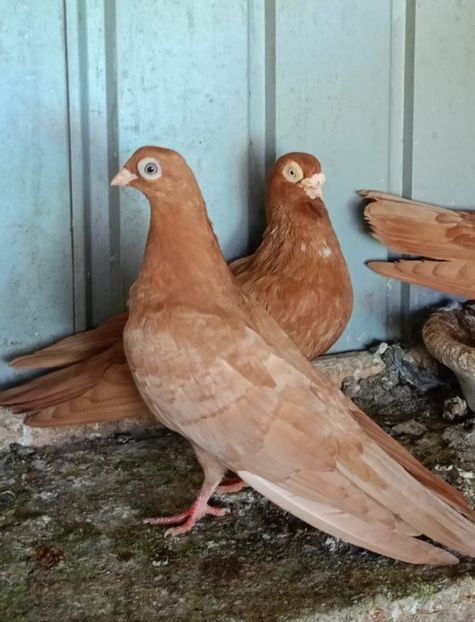  - Jucători unicolori tineret2025