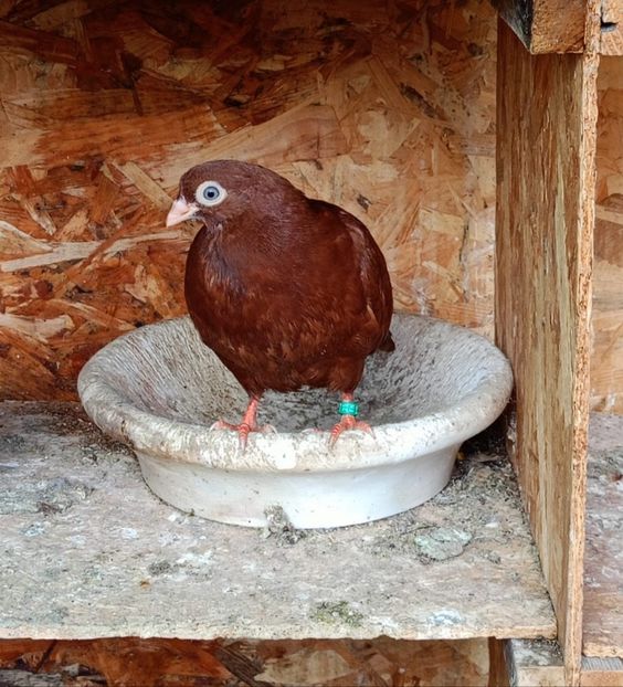  - Jucători unicolori tineret2025