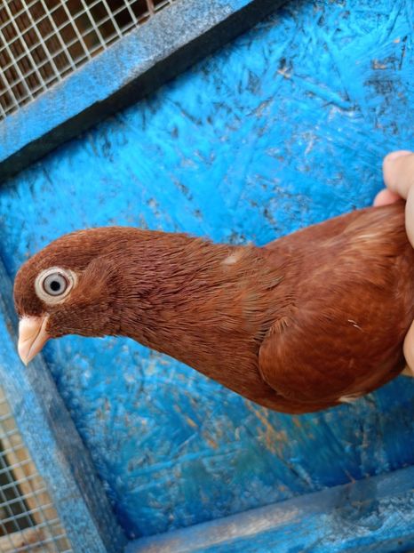  - Jucători unicolori tineret2025