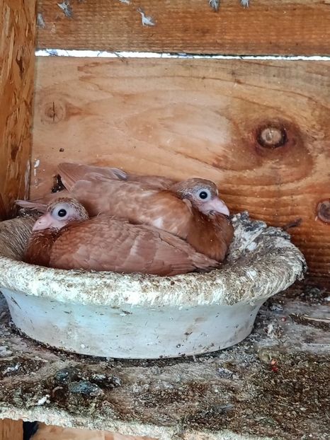  - Jucători unicolori tineret2025