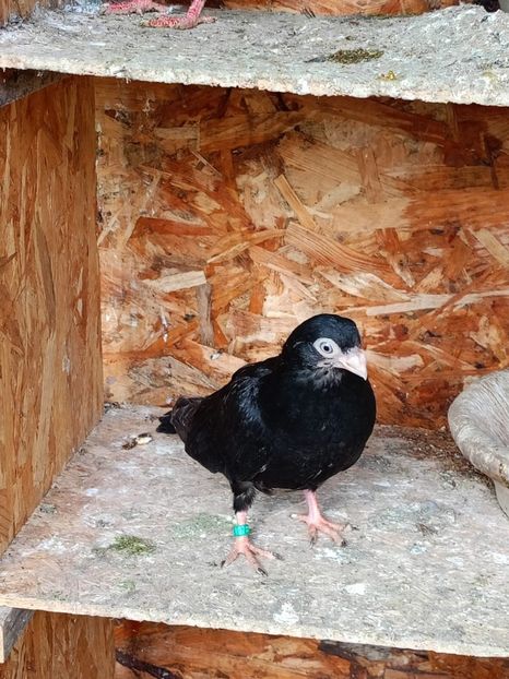  - Jucători unicolori tineret2025