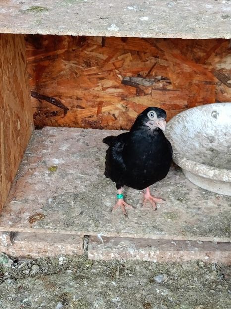  - Jucători unicolori tineret2025