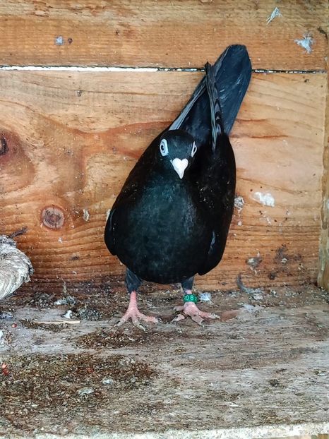  - Jucători unicolori tineret2025