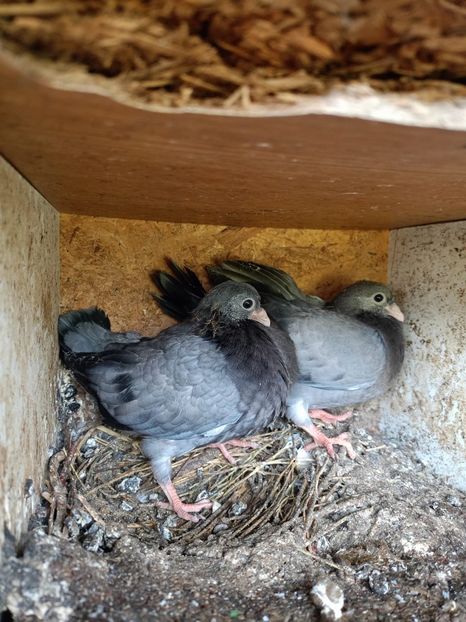  - Jucători unicolori tineret2025