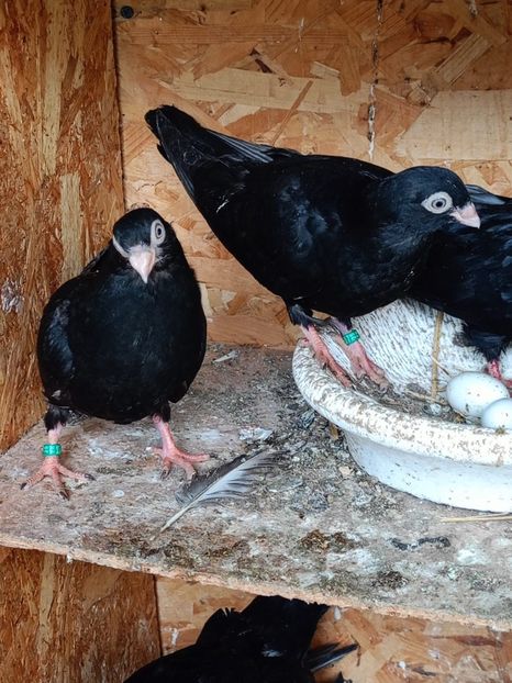  - Jucători unicolori tineret2025