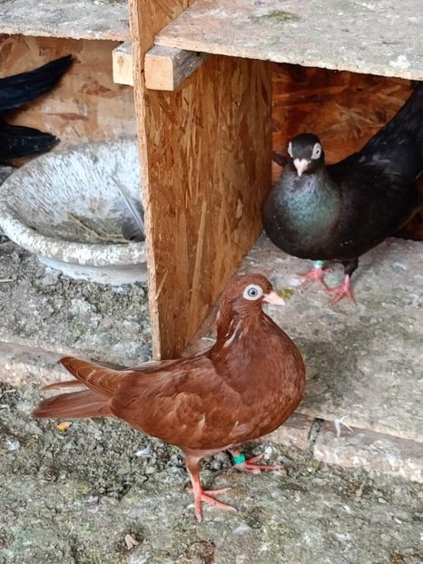  - Jucători unicolori tineret2025