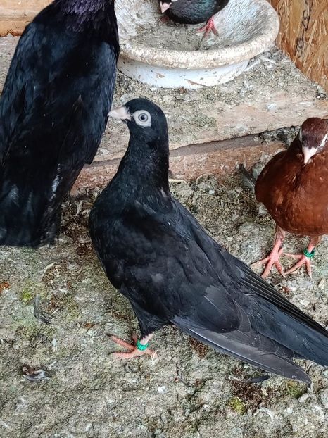  - Jucători unicolori tineret2025