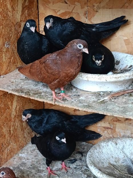  - Jucători unicolori tineret2025