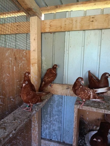  - Jucători unicolori tineret2025