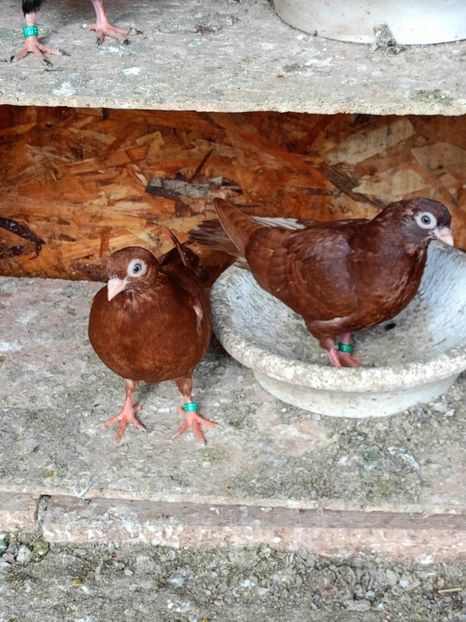  - Jucători unicolori tineret2025