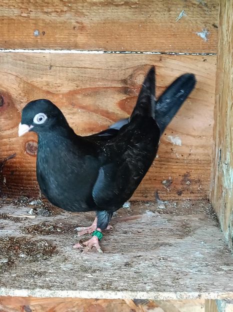  - Jucători unicolori tineret2025