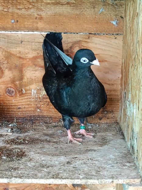  - Jucători unicolori tineret2025