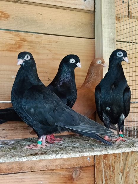  - Jucători unicolori tineret2025