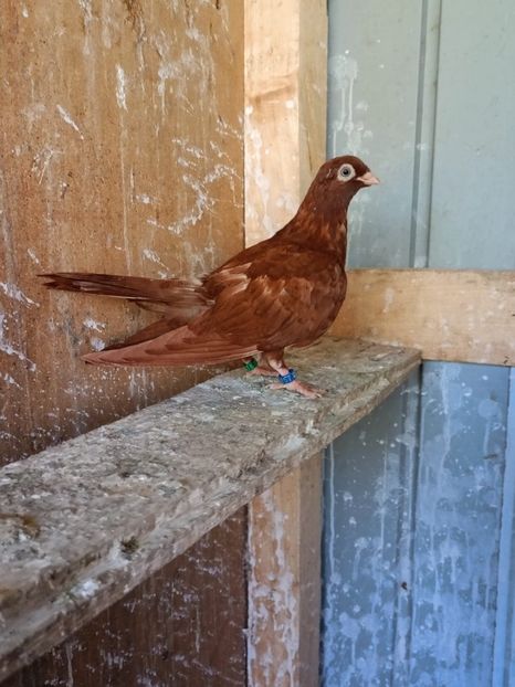  - Jucători unicolori tineret2025