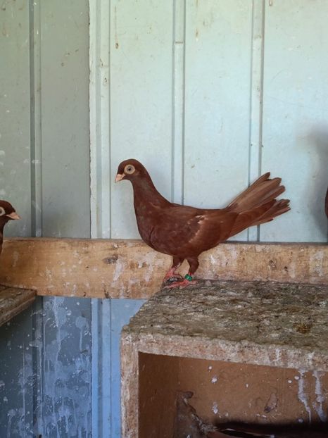  - Jucători unicolori tineret2025