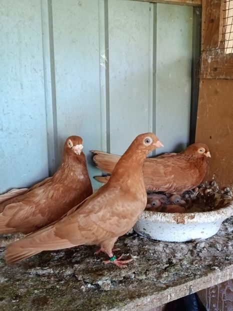  - Jucători unicolori tineret2025