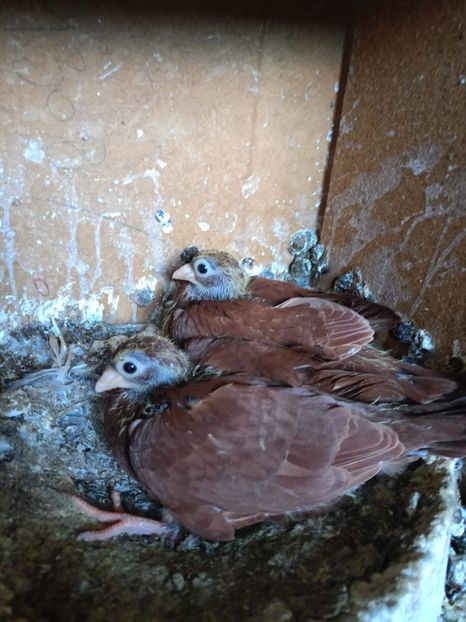  - Jucători unicolori tineret2025