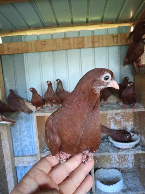  - Jucători unicolori tineret2025