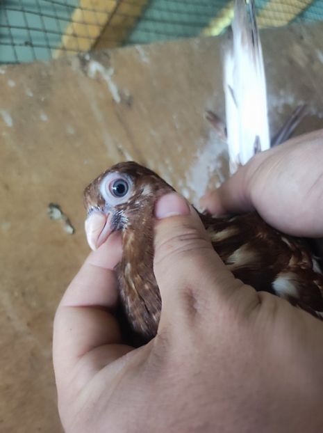  - Jucători unicolori tineret2025