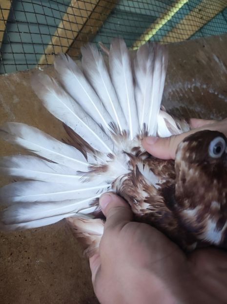  - Jucători unicolori tineret2025