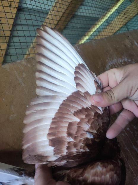  - Jucători unicolori tineret2025