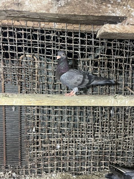  - Jucători unicolori tineret2025