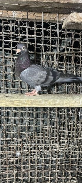  - Jucători unicolori tineret2025