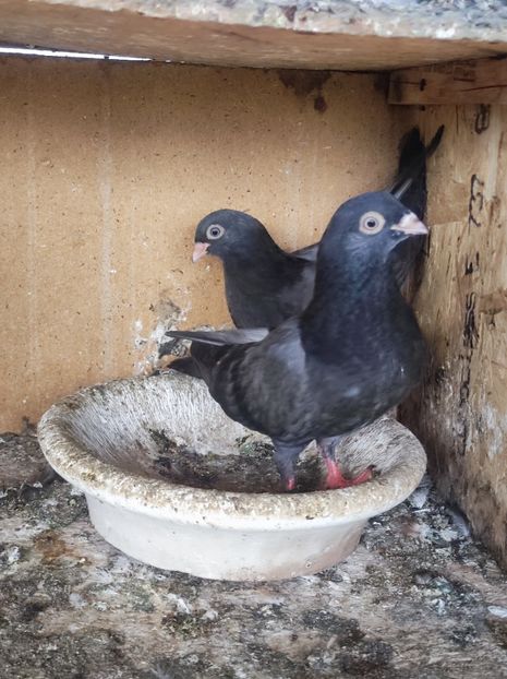  - Jucători unicolori tineret2025