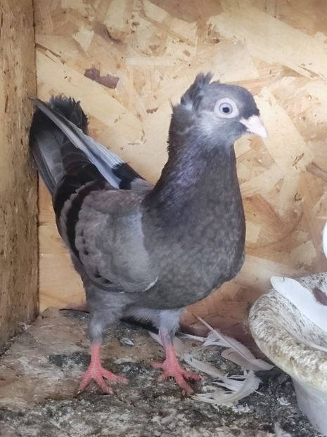  - Jucători unicolori tineret2025