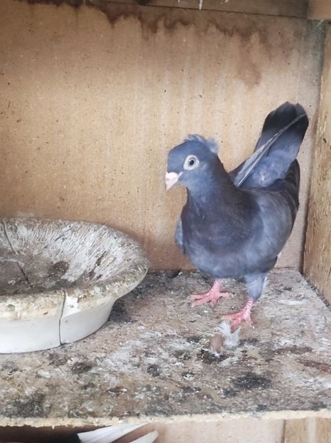  - Jucători unicolori tineret2025