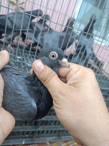  - Jucători unicolori tineret2025