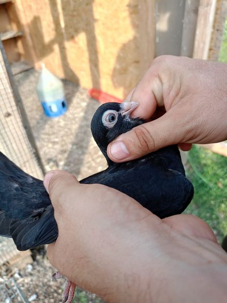  - Jucători unicolori tineret2025