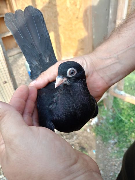 8574456a-5c93-4a35-ab92-d686f1abe763-1_all_37843 - Jucători unicolori tineret2025